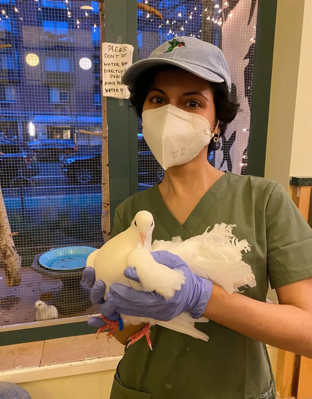 Kulsoom, wearing scrubs and a mask, holding a rescued dove at a bird rescue.