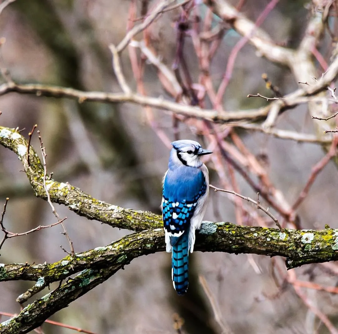 A blue jay perched among bare winter branches.