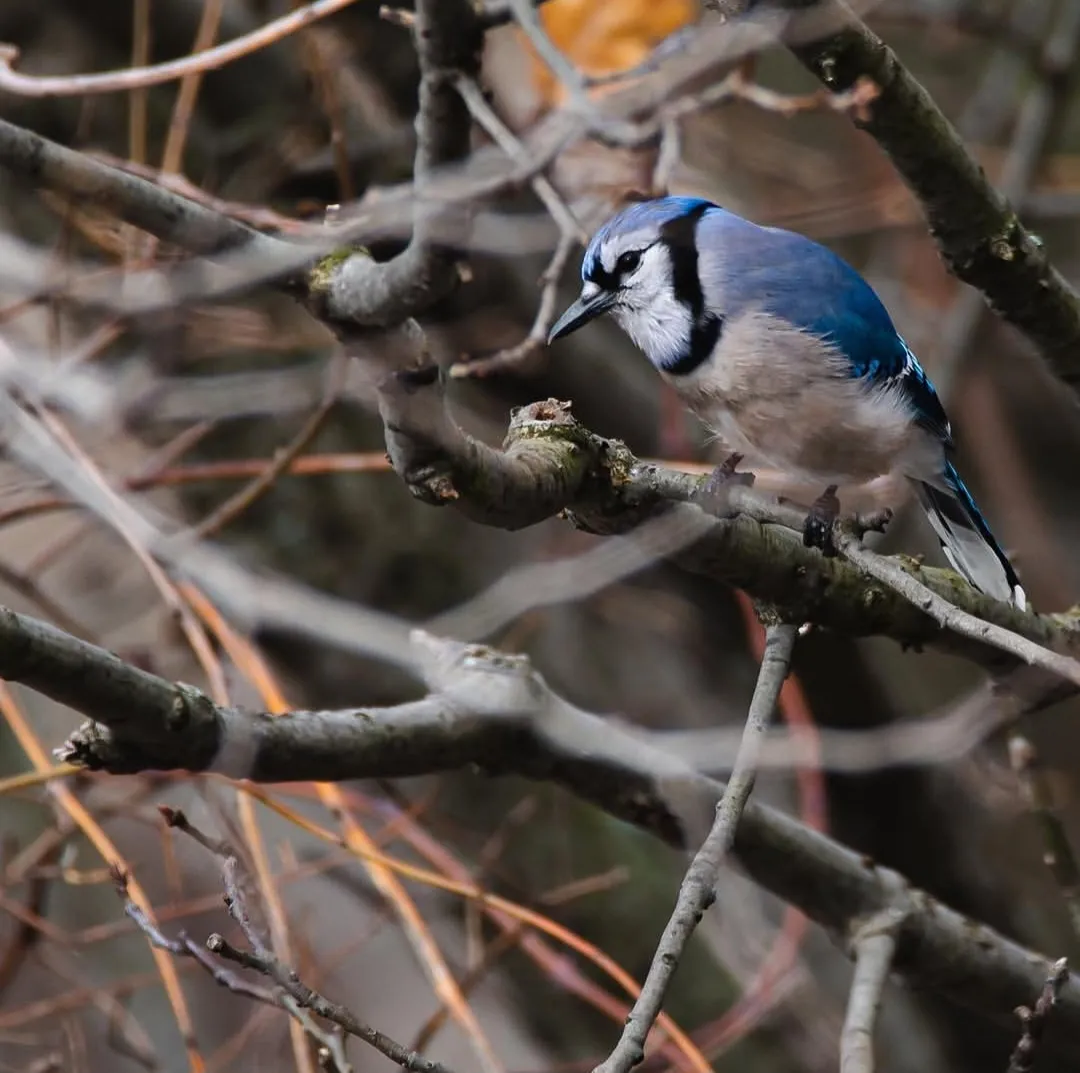 A blue jay looking back over a lichen-covered branch.