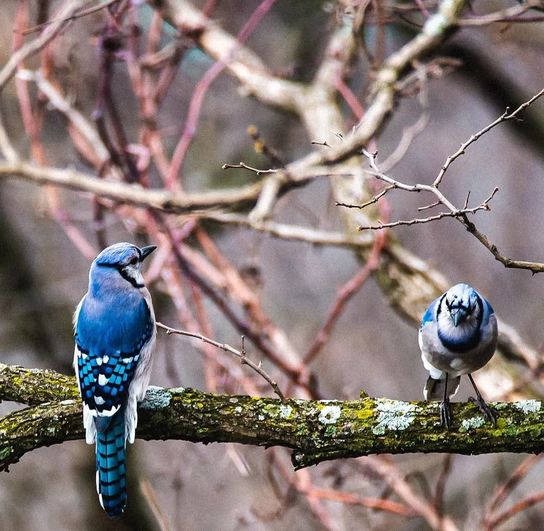 Two blue jays sharing the same branch.